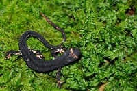 48505 Salamandrina perspicillata (Salamandrina di Savi)